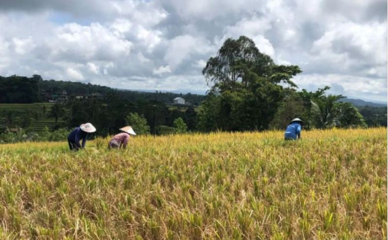 Cara dan syarat pendaftaran program Petani Milenial. (FOTO ILUSTRASI ANTARA)