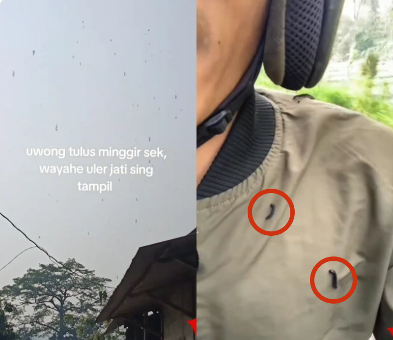 Viral di TikTok video ulat gatal bergelantungan di Udara
