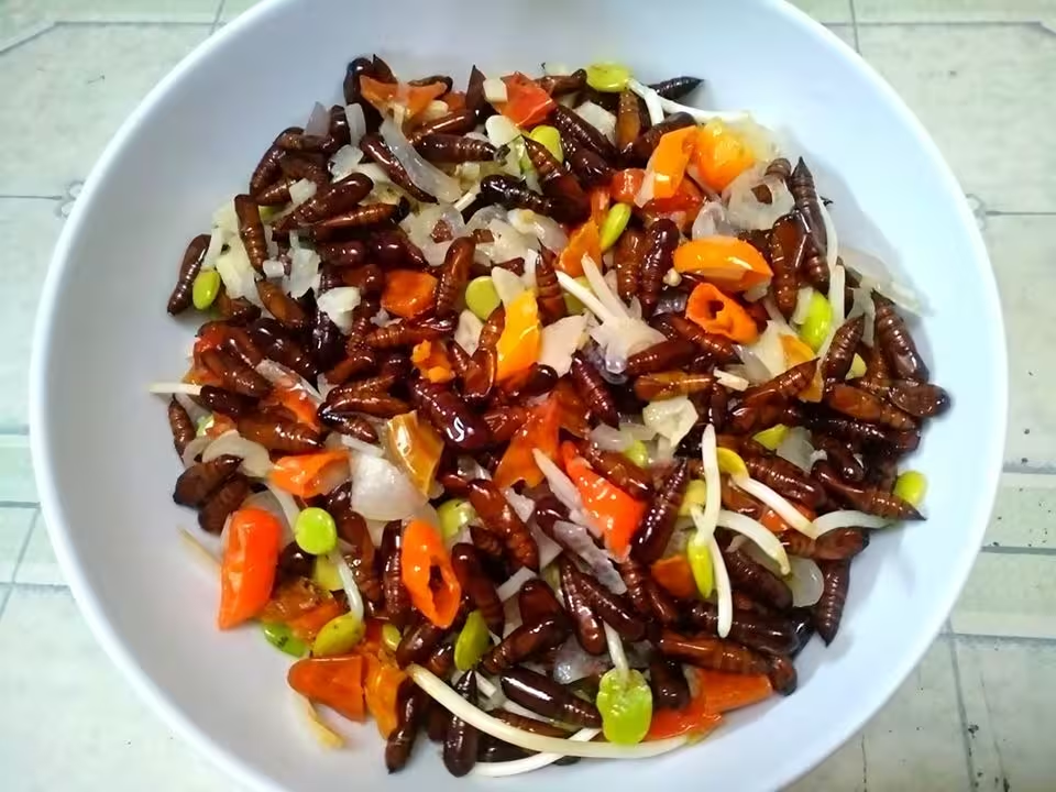 enthung ulat jati yang kaya akan protein hewani (istimewa)