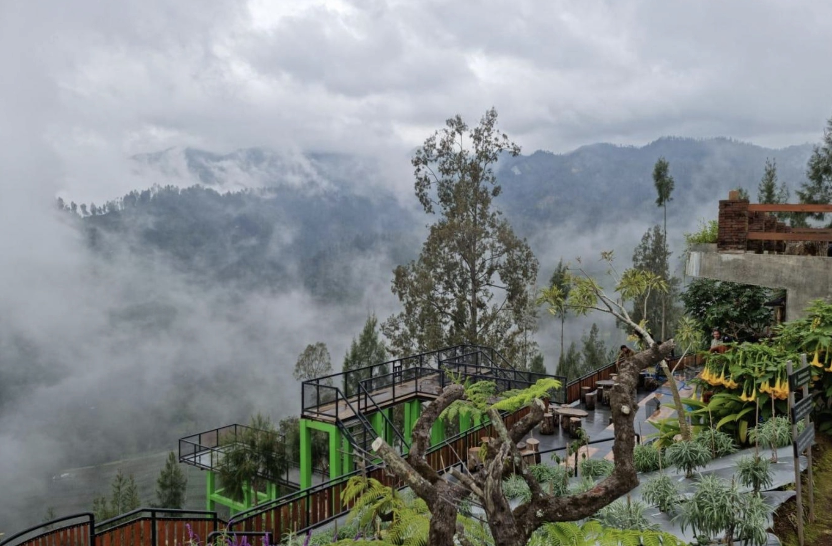 Desa Wisata Edelweiss Wonokitri, Pasuruan.