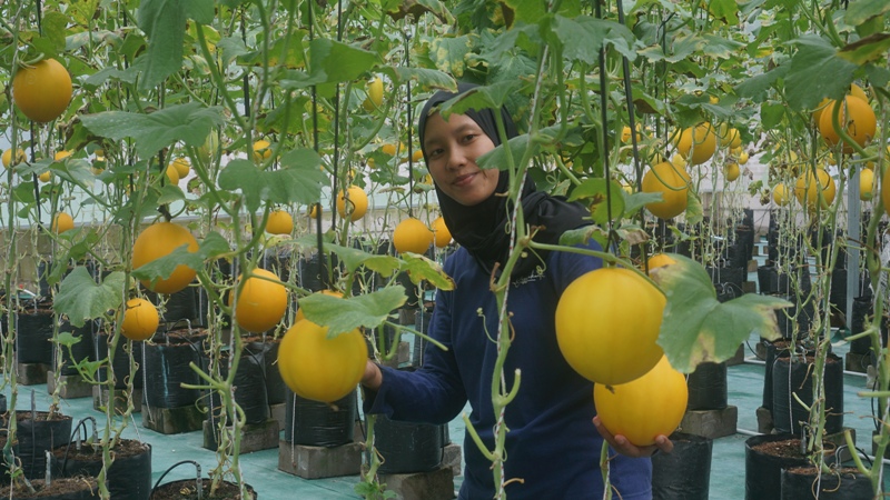 Widita Arwinda, ibu muda Ponorogo, sukses kembangkan Taman Idjo Farm, Agrowisata petik melon golden.