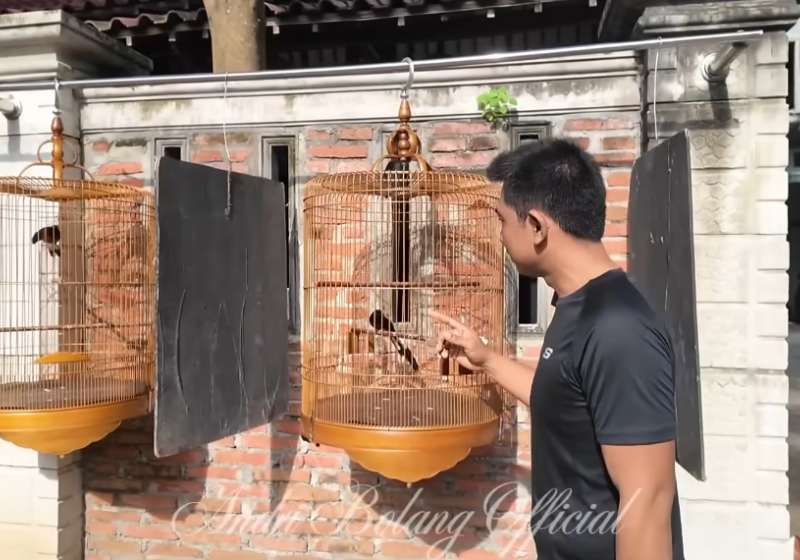 Panduan Lengkap Cara Merawat Trotol Burung Kicau Ala Andri Bolang,