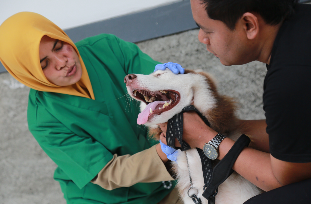 ANIMALS: Beberapa hewan peliharaan seperti kucing, anjing, ular dan reptil mendapatkan layanan pemeriksaan kesehatan di kantor DKPP Kota Madiun&nbsp;pada Senin (3/2).