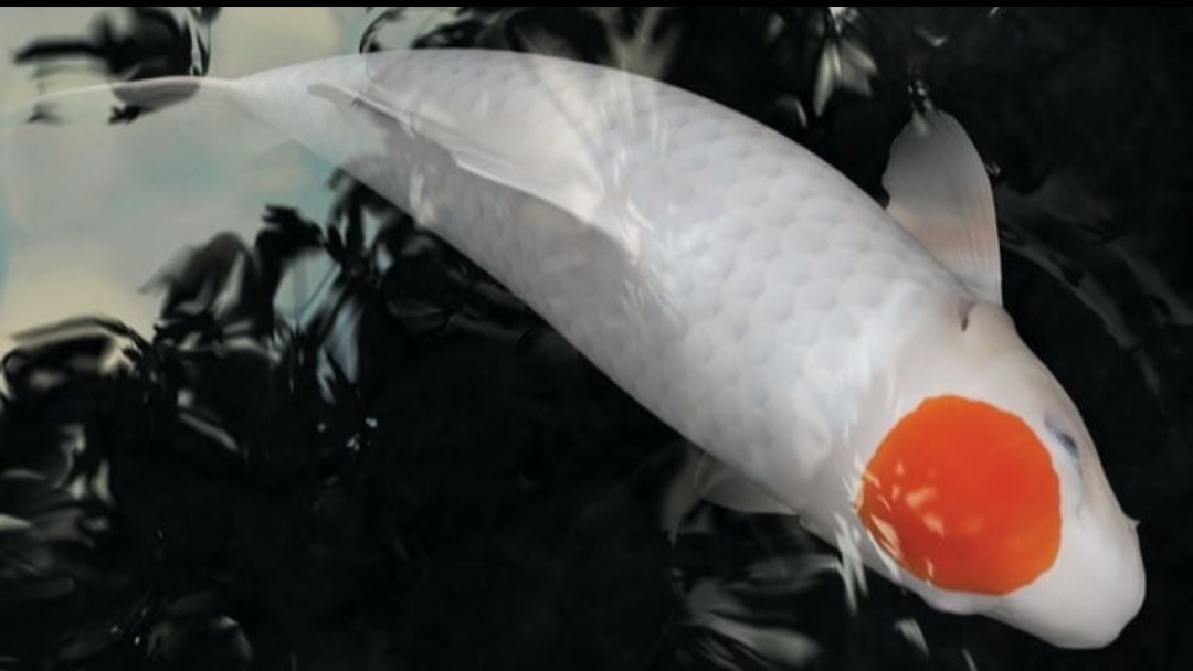 Cantiknya ikan koi Tancho.