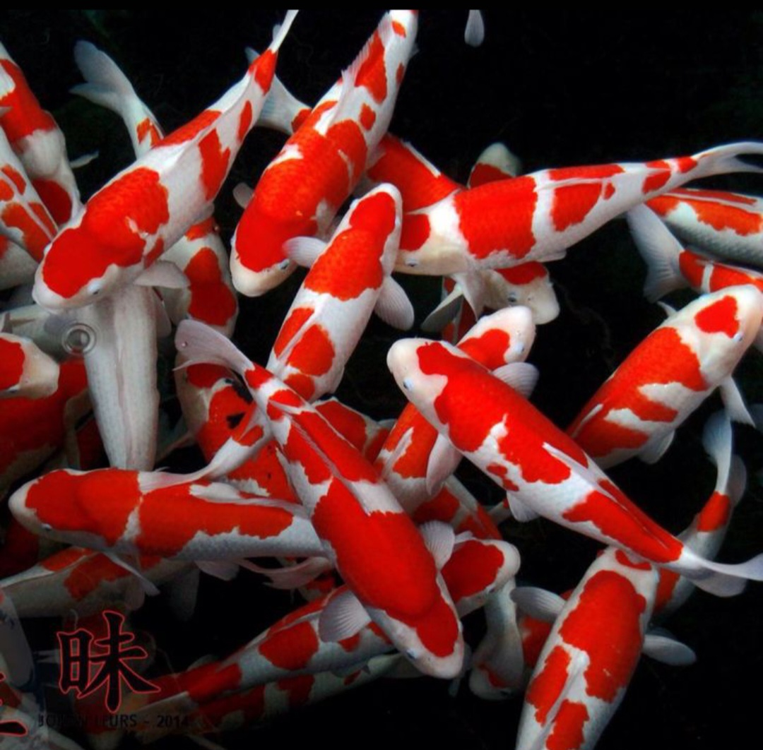 Mitos dan keindahan koi Kohaku menjadikannya primadona di dunia ikan hias.