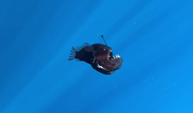 tangkapan layar anglerfish black seadevil