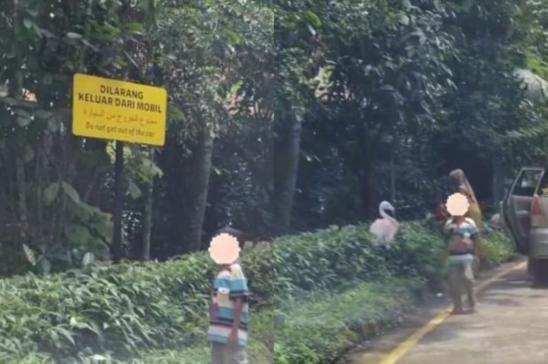 Potret video amatir terkait aksi berbahaya pengunjung keluar dari mobil di area berbahaya Taman Safari Bogor, Jawa Barat.
