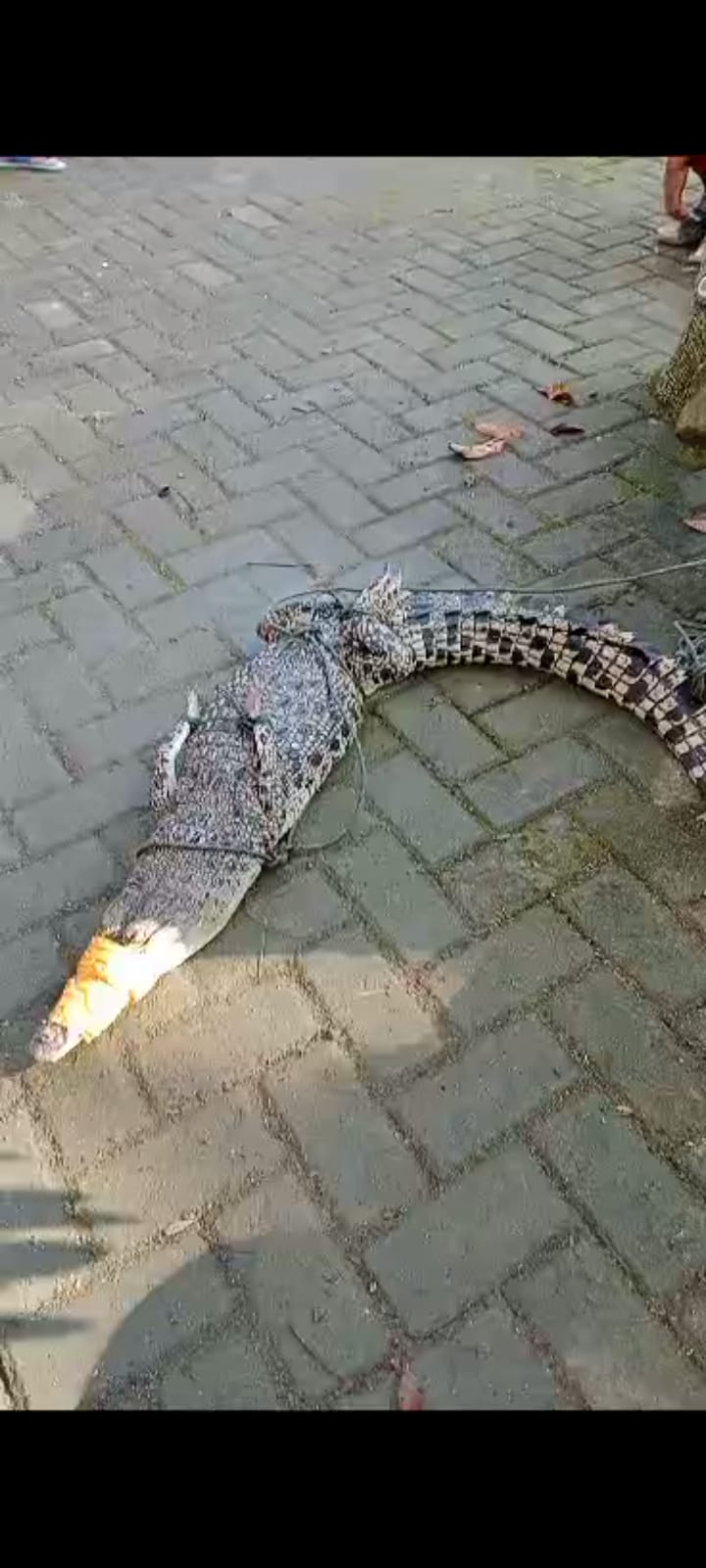 Pemancing menceritakan detik-detik umpan disambar buaya saat mancing di Sungai Grindulu, Pacitan.