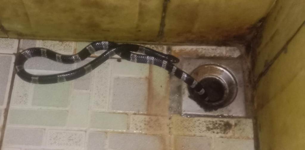 Warga kompleks perumahan di depan Taman Wengker, Ponorogo dihebohkan dengan ular weling tiba-tiba nongol dari saluran kamar mandi saat pemilik rumah hendak buang air kecil.