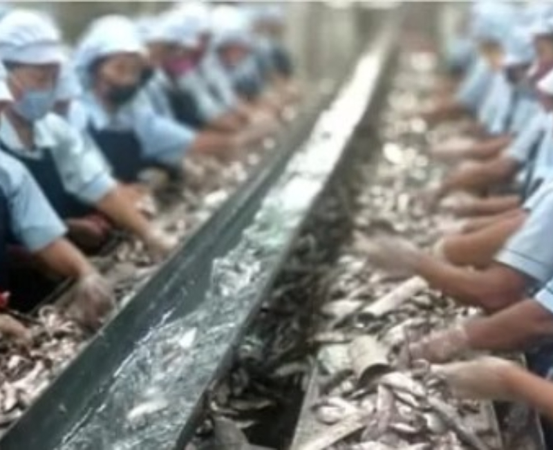 Kemnaker siap tindaklanjuti laporan pelanggaran hak buruh di pabrik makanan laut Banyuwangi.