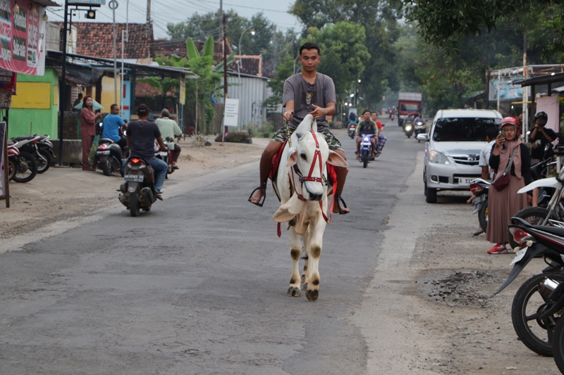 BUKAN KOBOI: Akbar Chasby Mahendra, pemuda asal Desa Kunti, Bungkal ngabuburit dengan menunggang Maikel, sapi kesayangannya.