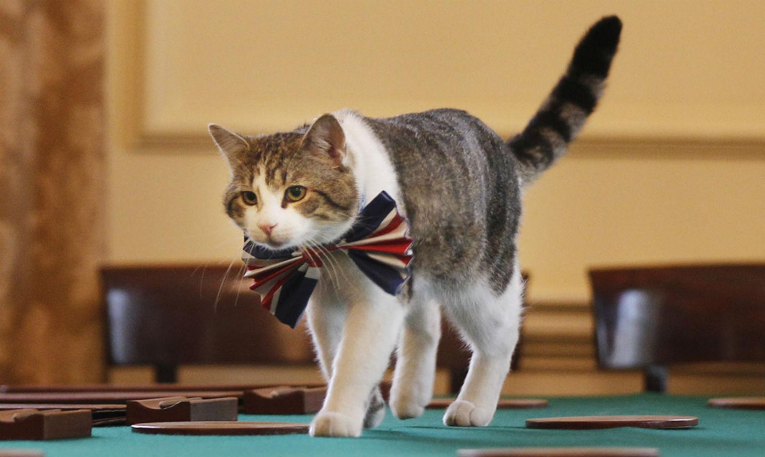 Larry salah satu kucing yang punya jabatan layaknya manusia.