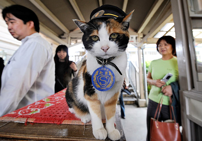 Tama, kepala Stasiun Kishi, Jepang
