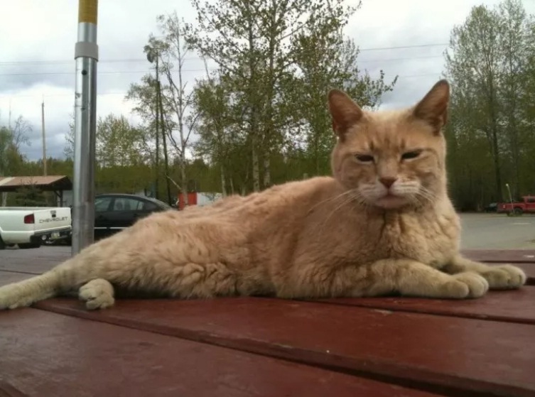 Stubbs jabat wali Kota Talkeetna, Alaska