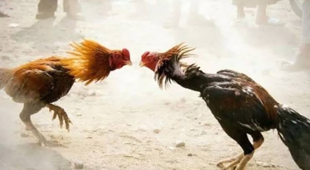 3 polisi tewas ditembak saat gerebek judi sabung ayam, diduga lokasi milik anggota TNI.