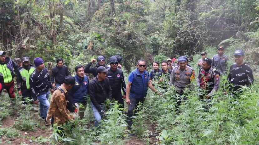 Ladang ganja ditemukan di wilayah Taman Nasional Bromo Tengger Semeru (TNBTS), tepatnya di Desa Argosari, Kecamatan Senduro, Kabupaten Lumajang.