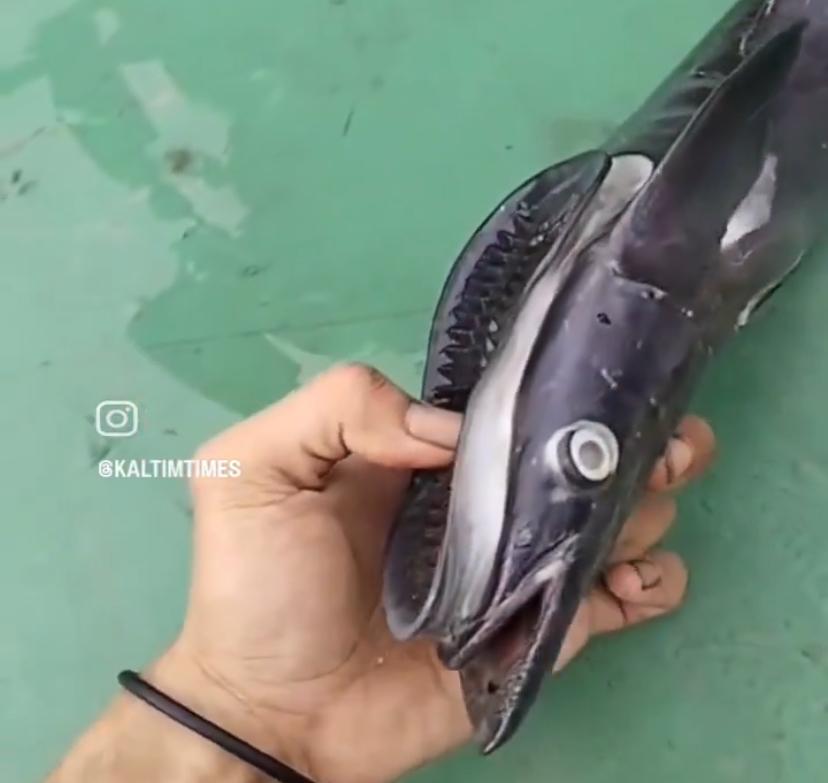 Viral! Ikan mirip sandal jepit