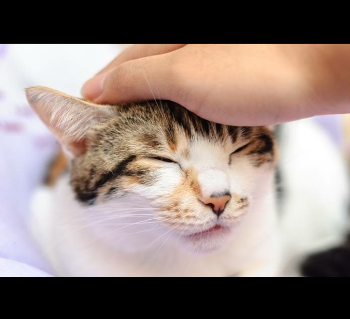 Sering dielus membuat kucing merasa nyaman dekat dengan pemiliknya.