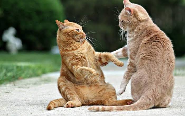 Sebelum kawin kucing harus melewati beberapa tahap dulu, termasuk berantem!