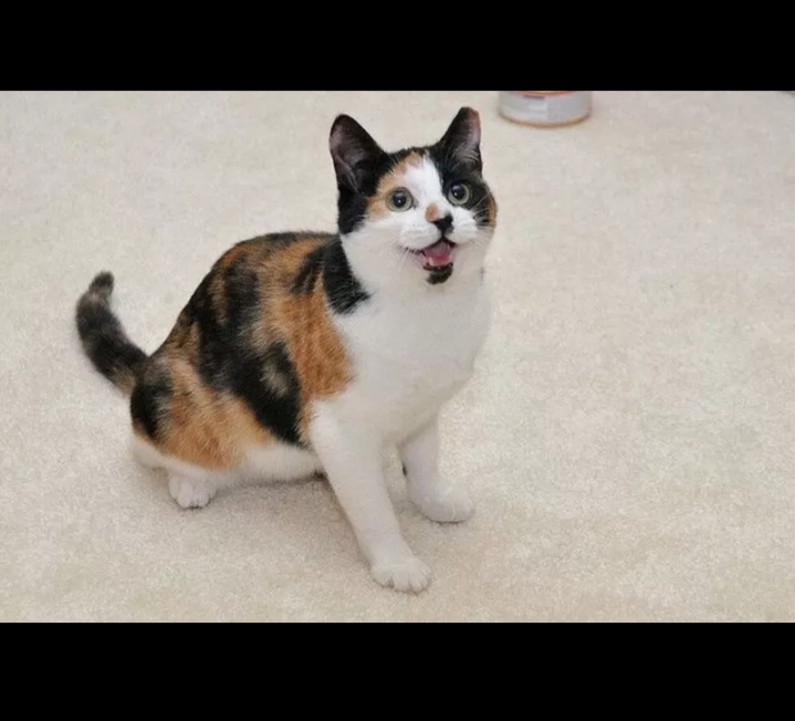 Kucing gelon punya tiga warna khas yang memesona.