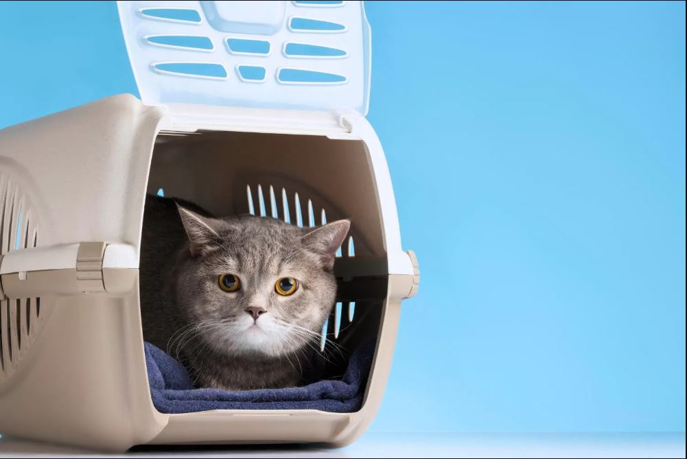 Cari tahu kenapa kucing pipis sembarangan dan gimana ngatasinya.