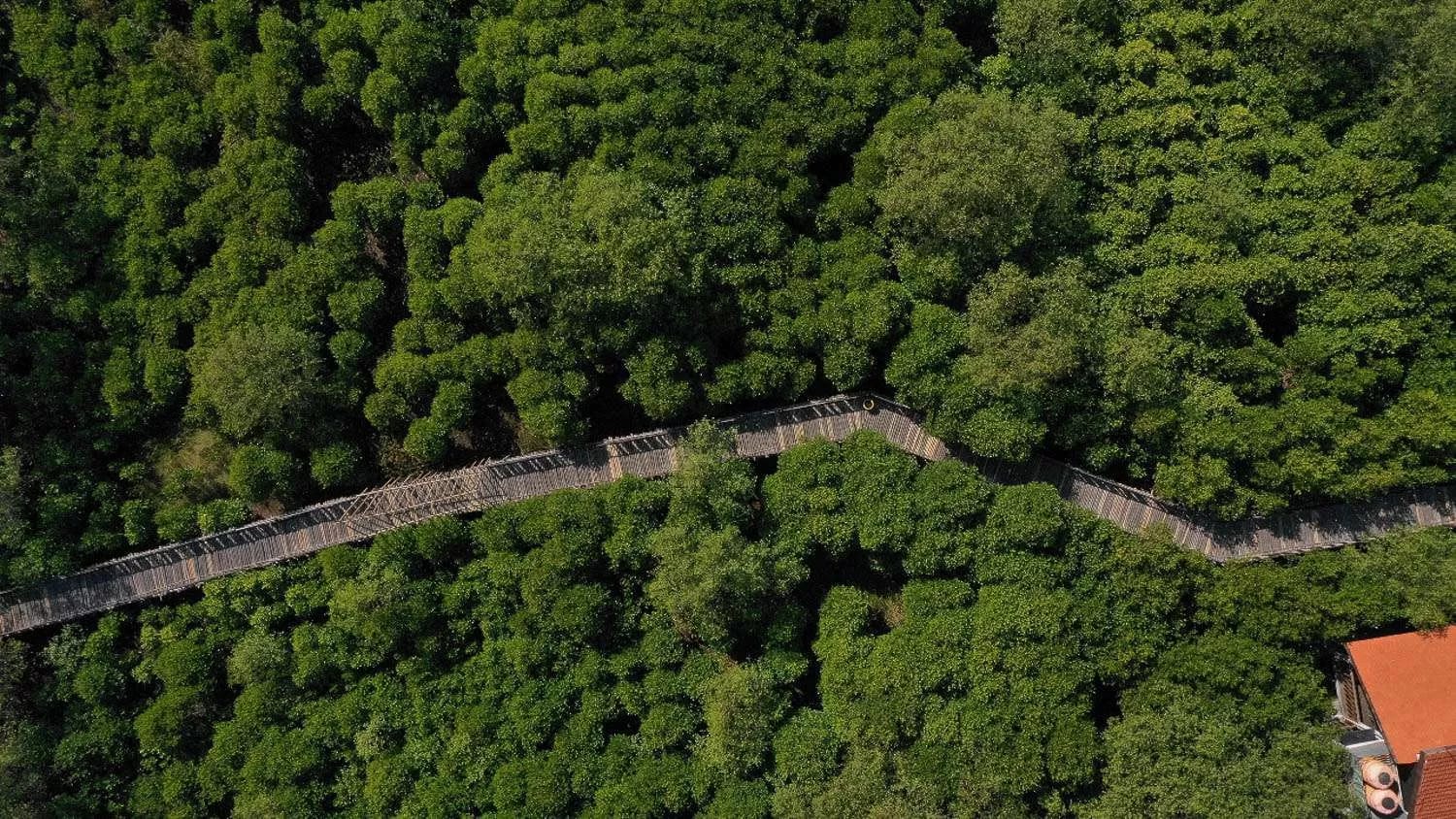 Rekomendasi wisata mangrove di Jawa Timur