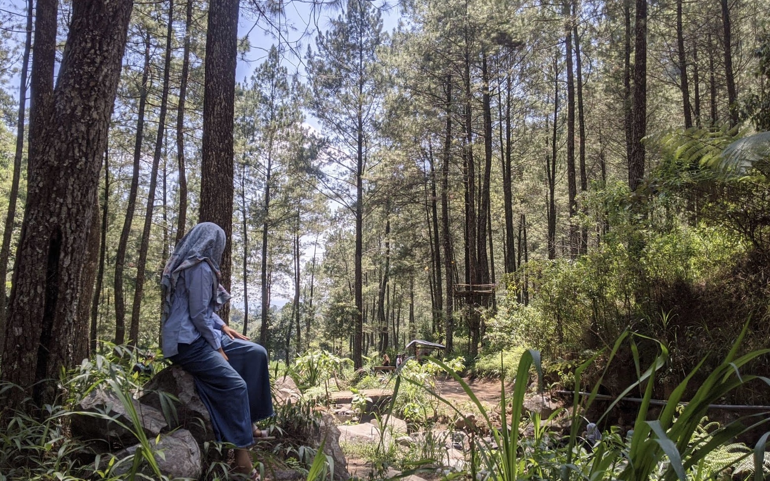Hutan Pinus Gondosini, Wonogiri