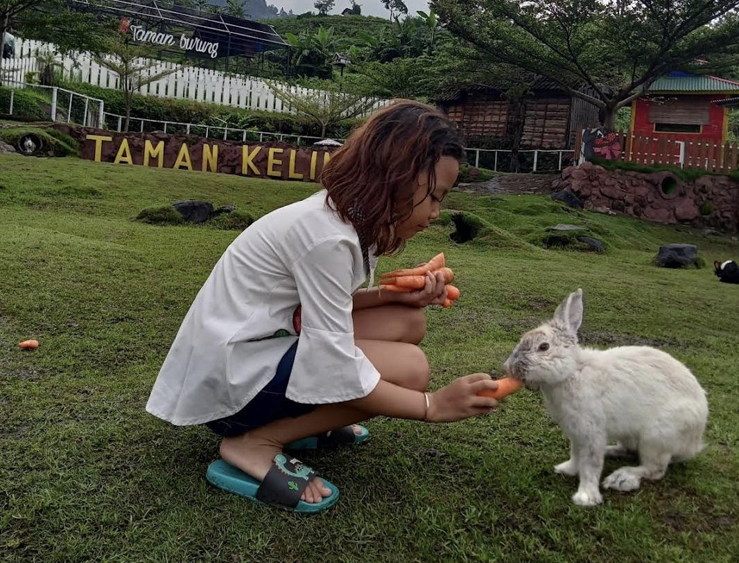 Daya Tarik Apa Saja yang Tersaji di Taman Kelinci Padusan Mojokerto