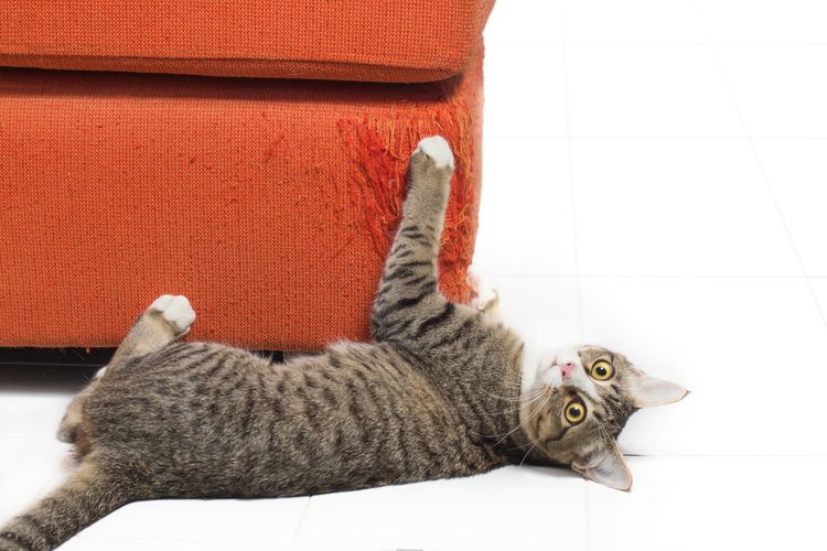 Buat kucing, sofa itu bukan cuma tempat duduk, tapi arena latihan, tempat main, bahkan tempat curhat!