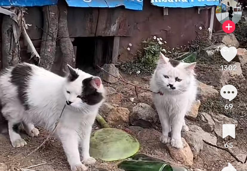 Kucing yang setia menunggu mbok Yem Lawu di depan warungnya