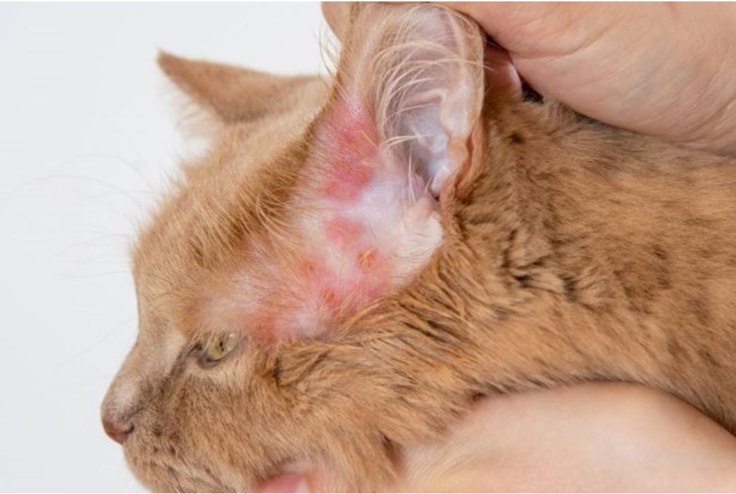 Cara ampuh sembuhin kucing dari jamur itu kuncinya sabar, konsisten, dan jangan skip perawatan!
