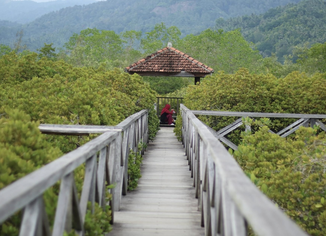 Hutan Mangrove Pancer Cengkrong Hidden Gem Trenggalek yang Wajib Dikunjungi