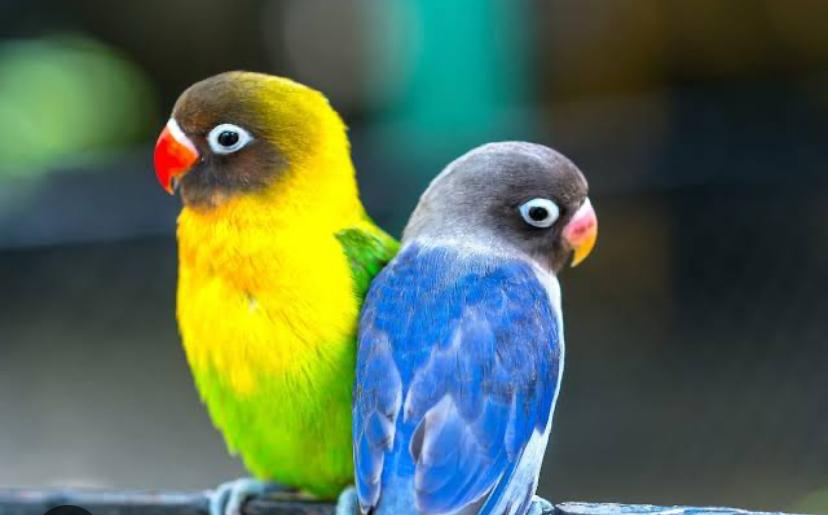 Burung lovebird