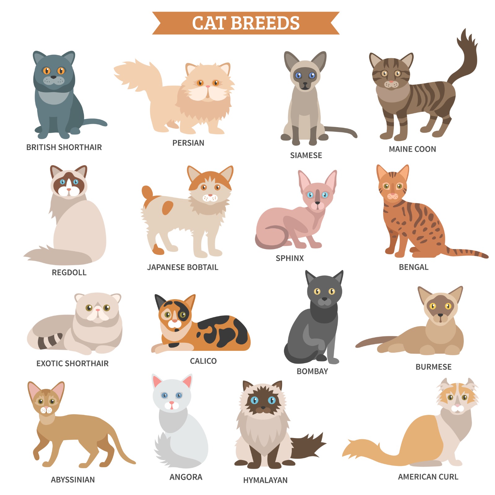 Kenalan dulu sama 7 ras kucing paling ngehits 2025! Dari si kampung gemes sampai si mini macan, semua ada di sini!