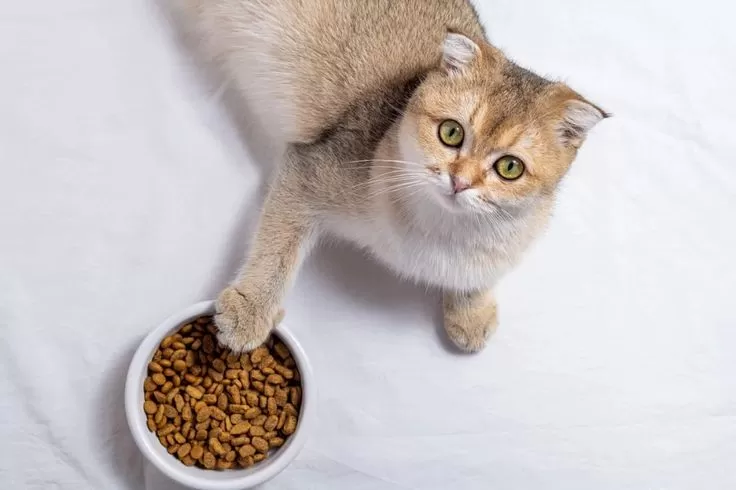 Ilustrasi makanan kucing