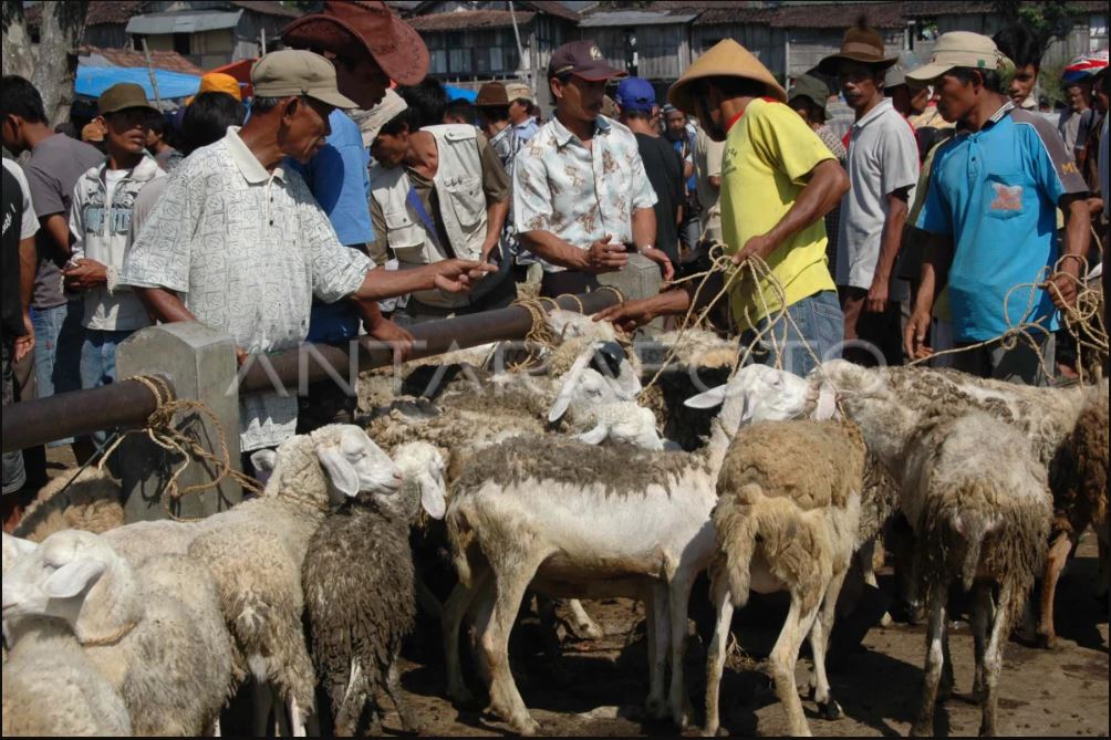 Cek harga pasaran kambing pada pekan pertama Mei 2025.