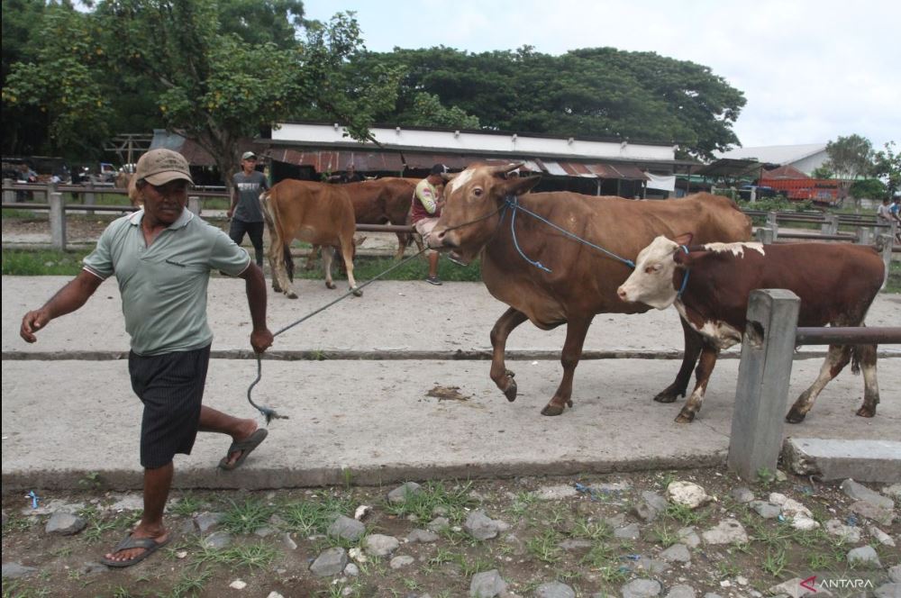 Harga sapi 2025 mulai 4 jutaan! Simental, Limosin, hingga sapi putih paling dicari tahun ini.