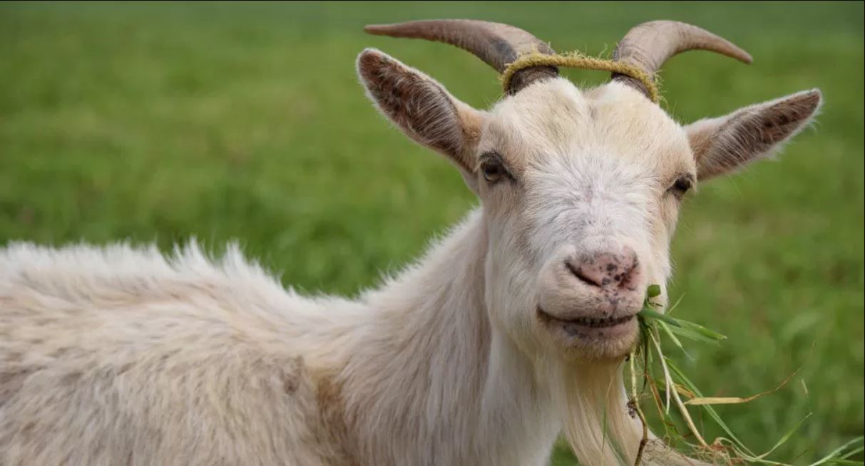 Patungan kurban tidak diperbolehkan untuk kambing, hanya sah untuk sapi, kerbau, atau unta.