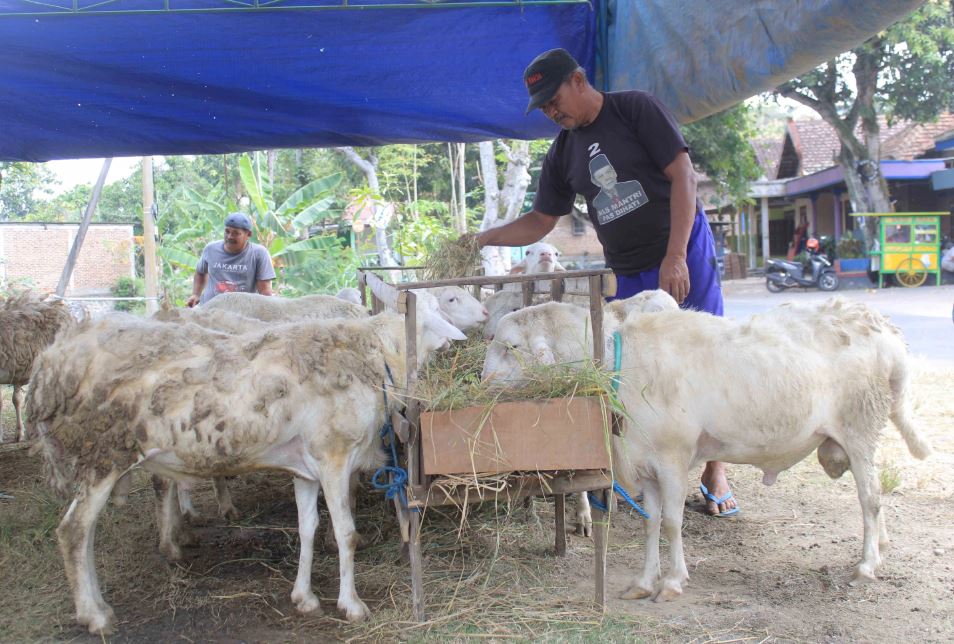 MUSIMAN: Penjual hewan kurban musiman jelang hari Idul Adha di Magetan.