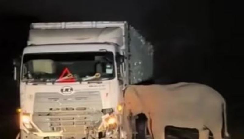 Gajah tertabrak truk di Malaysia.
