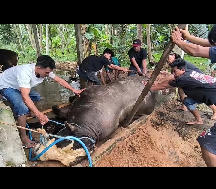 Disembelih Lebih Awal: Sapi kurban milik Presiden Prabowo terpaksa dipotong lebih cepat akibat kondisi sakit.