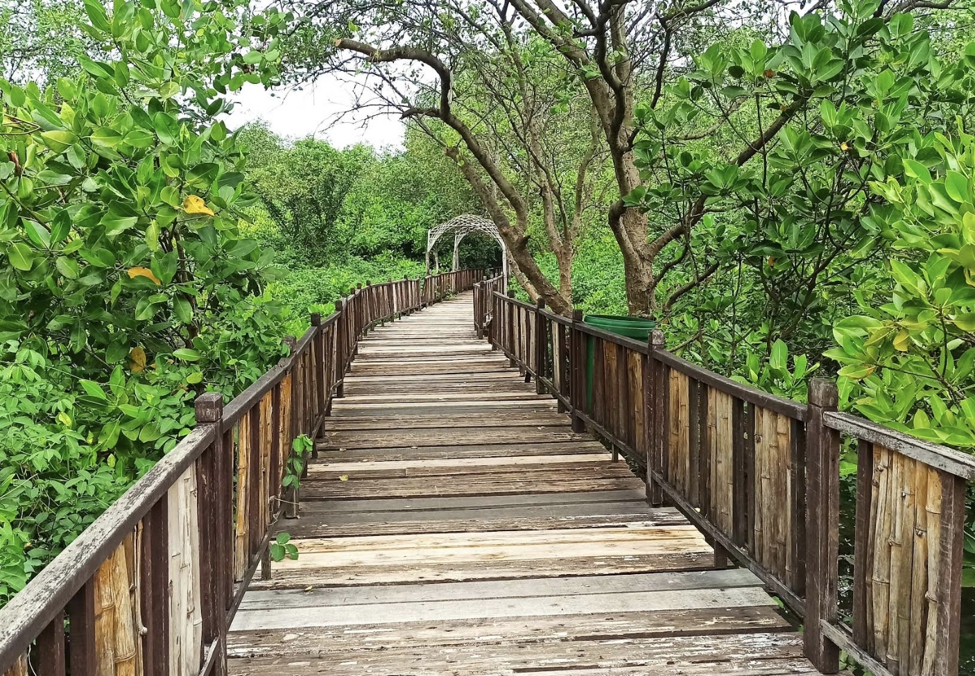 Hutan Mangrove Wonorejo wisata dengan suasana tenang, udara segar, dan pemandangan hijau yang menenangkan