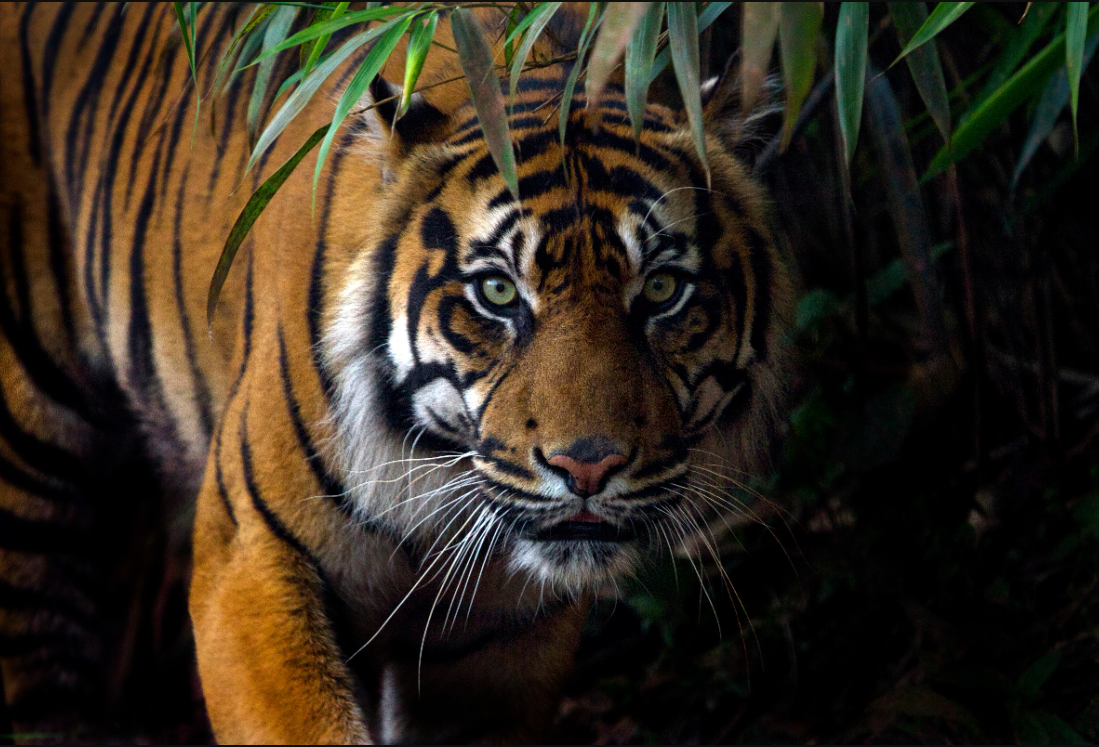 Harimau Sumatra, kucing besar langka, tersisa hanya 400 ekor di alam liar.