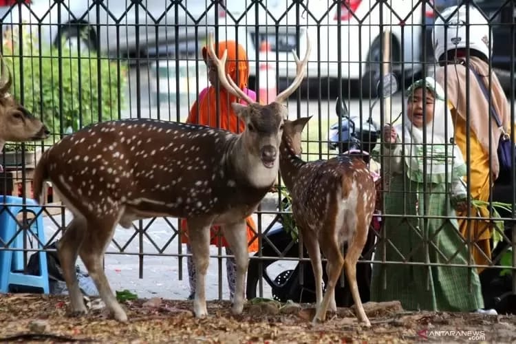 Taman Rusa Kemang Pratama: daya tarik, aktivitas seru, rute lokasi