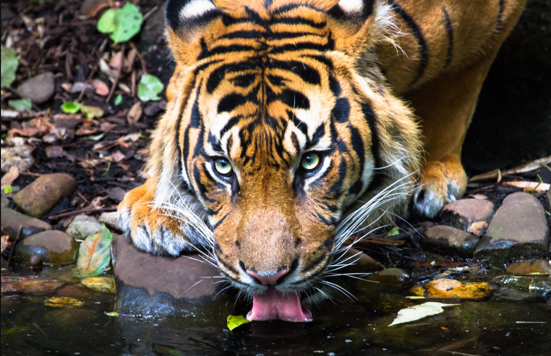 Seorang penggarap kopi ditemukan tewas diduga menjadi korban harimau sumatera di kawasan TNBBS, Lampung Barat.