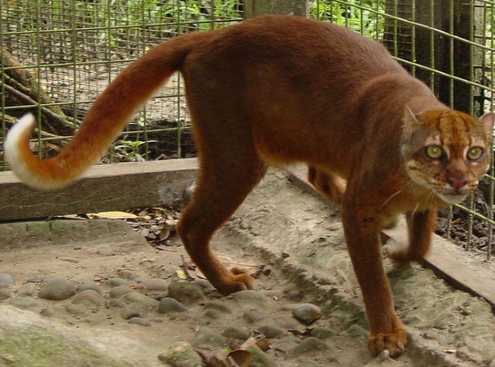 Penampakan kucing merah Kalimantan