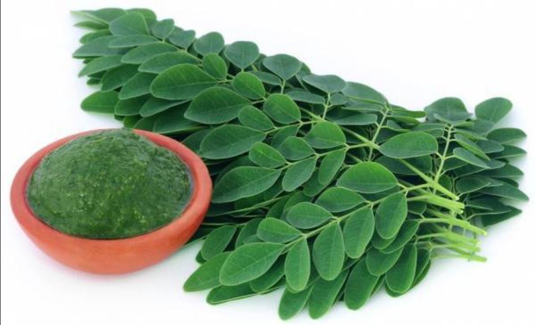 Daun kelor bantu lancarkan ASI, jaga kesehatan kulit, hormon, hingga cegah kanker payudara. Herbal alami serbaguna untuk para wanita!