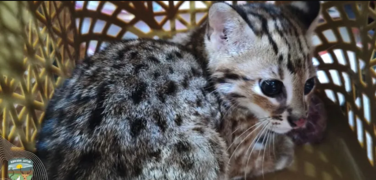 Kucing kuwuk adalah salah satu jenis kucing liar Indonesia yang berstatus dilindungi.