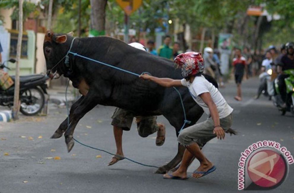 Detik-detik sapi kurban mengamuk dan injak warga di Cipayung, Jakarta Timur.