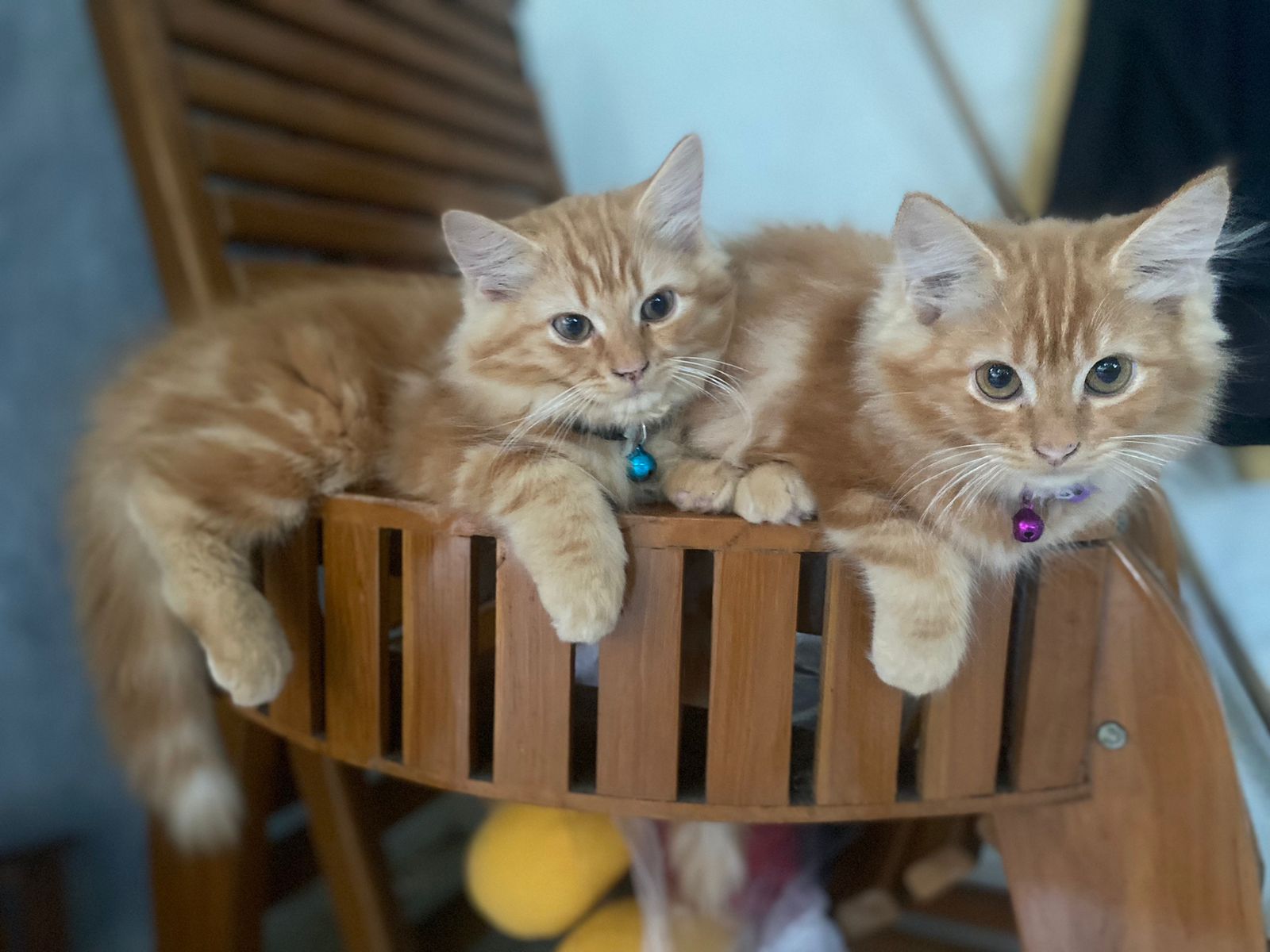 Kenali sifat kucing dari warna bulunya sebelum memilih peliharaan. Siapa tahu jodohmu si oren lincah atau si putih manja?